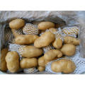 Export de la nouvelle culture de pommes de terre fraîches